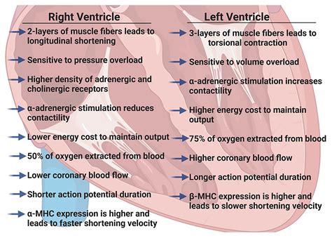 lv and rv function|left and right ventricle function.